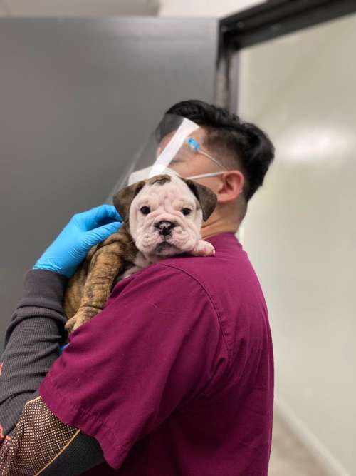 Brindle bulldog puppy with vet