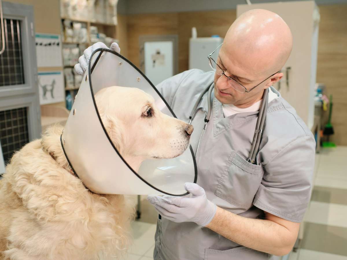 Dog with cone at vet