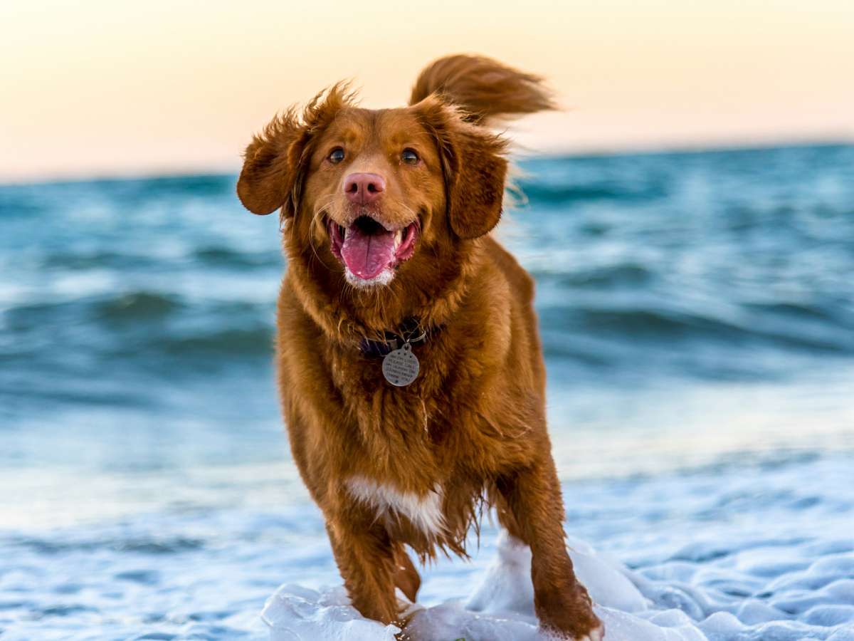Happy dog playing in the waves