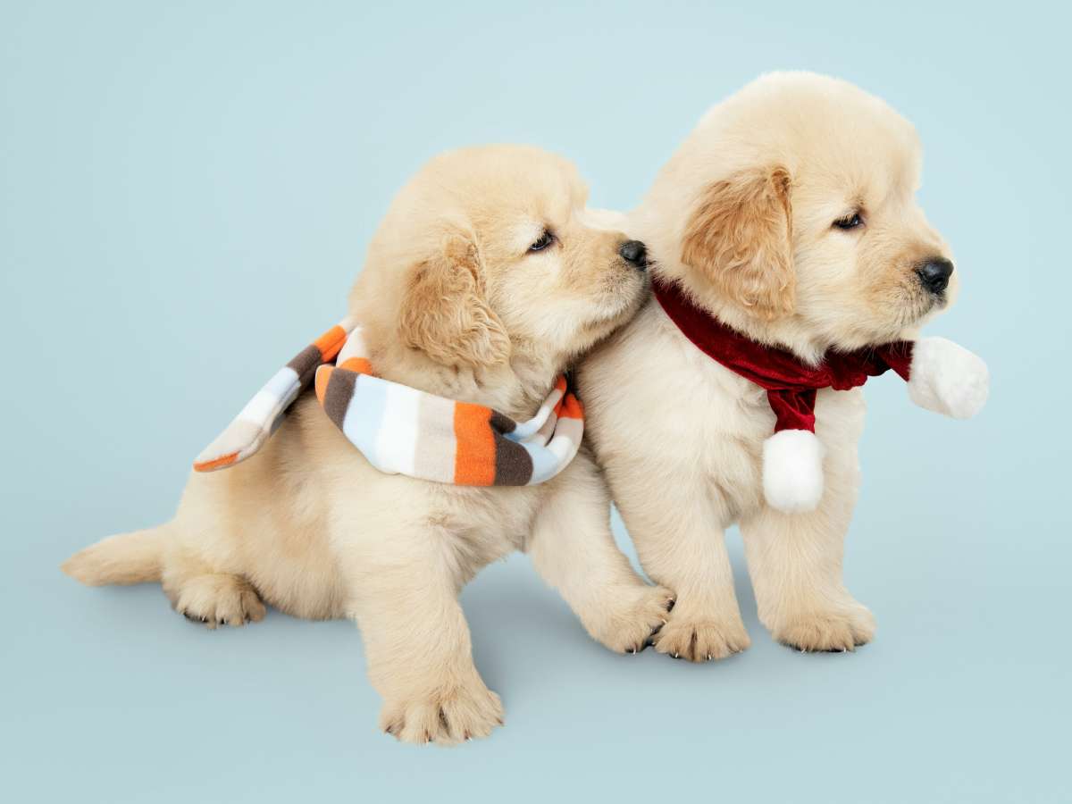 Two puppies with festive scarves