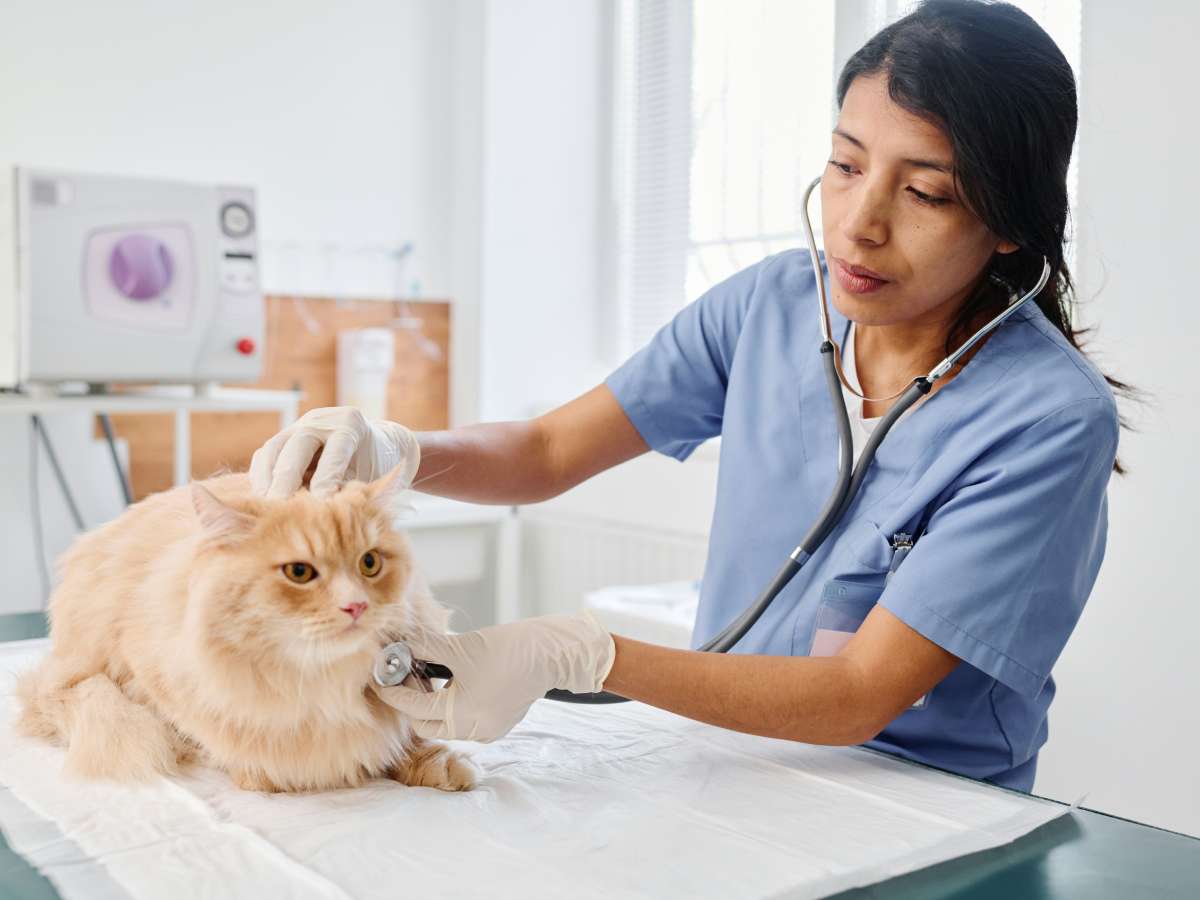 Vet examines fluffy orange cat