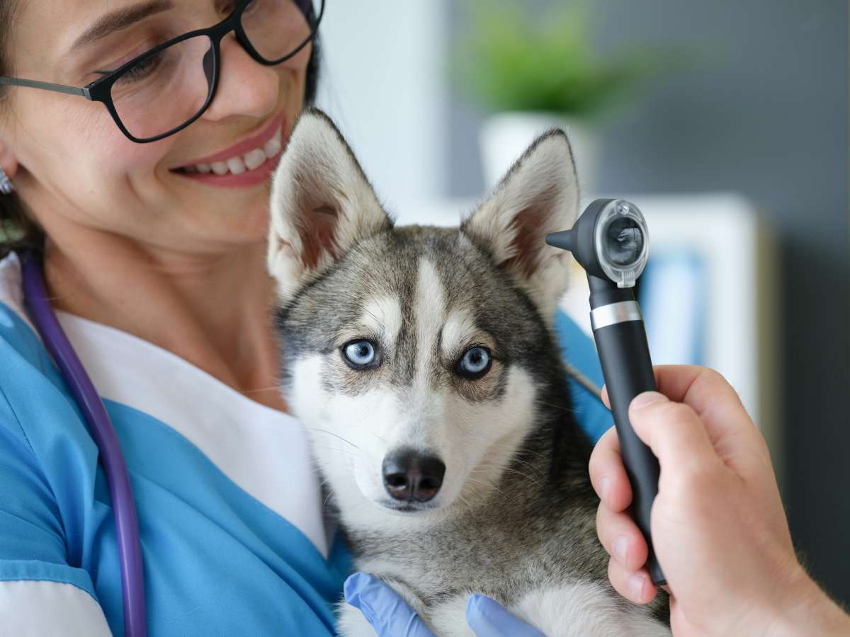 pet eye care in daly city