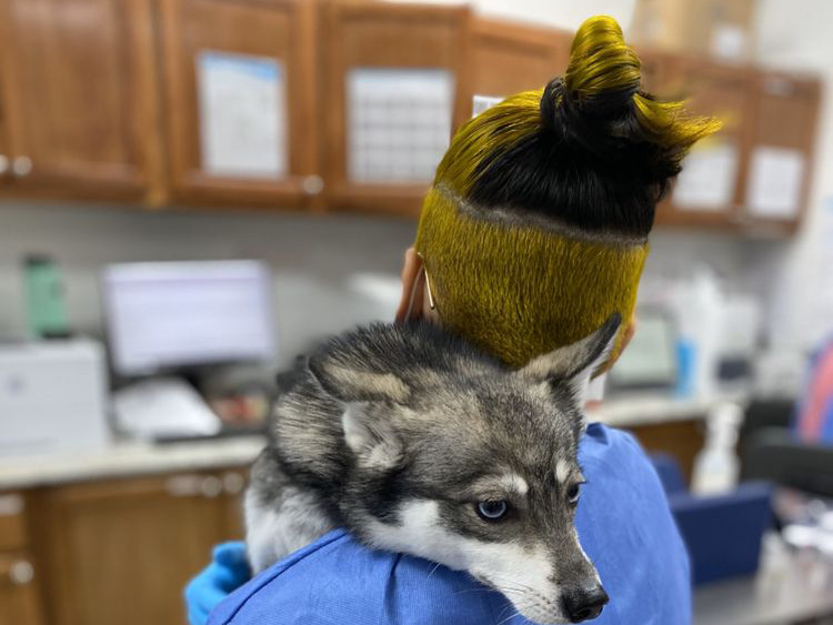 Vet holds husky puppy
