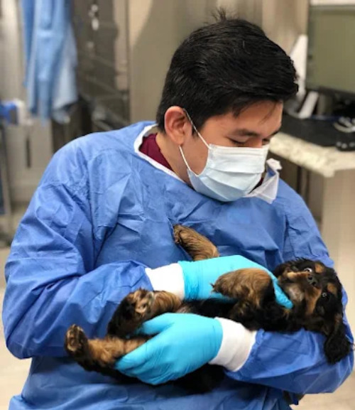 Vet holds small puppy gently
