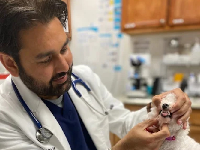 Veterinarian checking poodles teeth