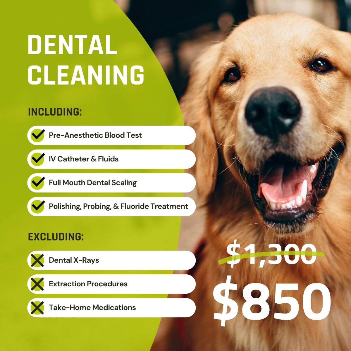 dental cleaning special flyer