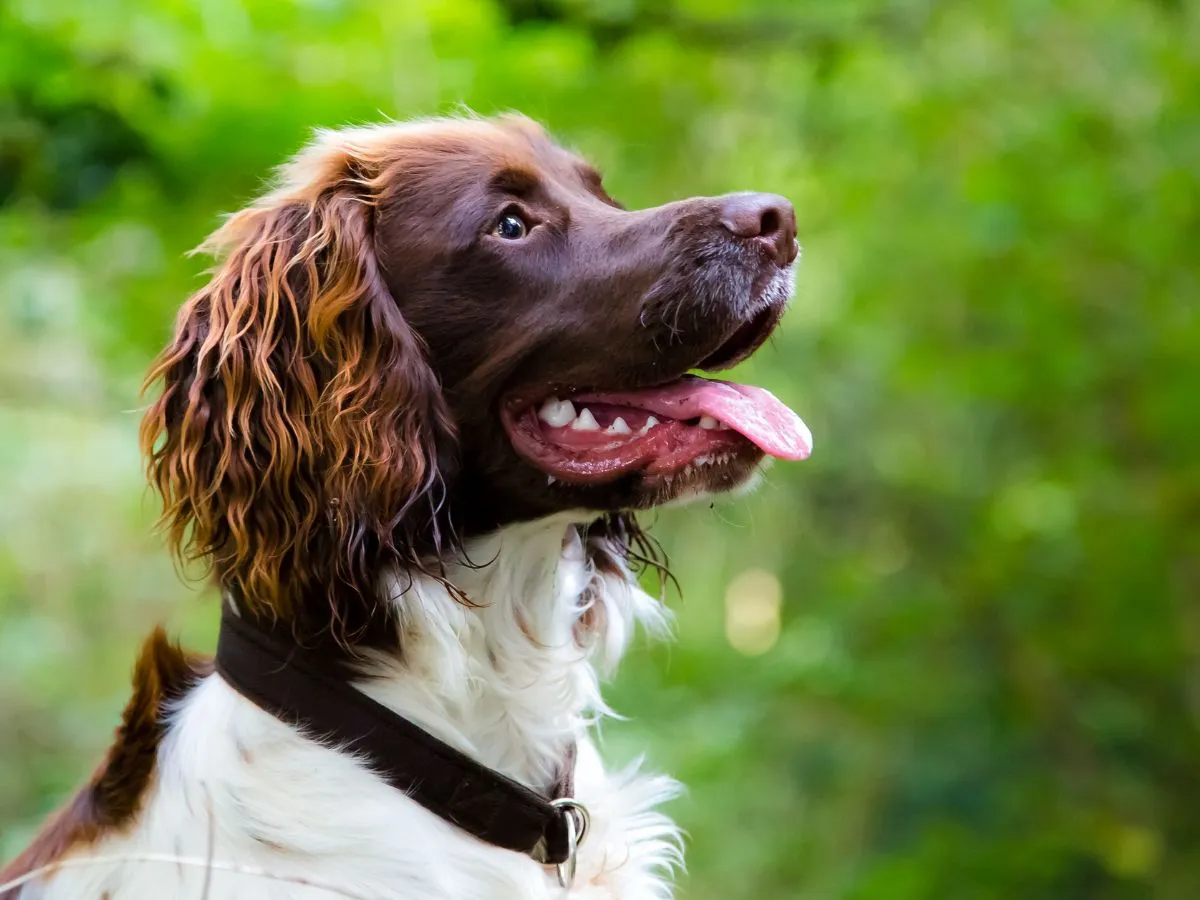 Brown and white springer spaniel outdoors