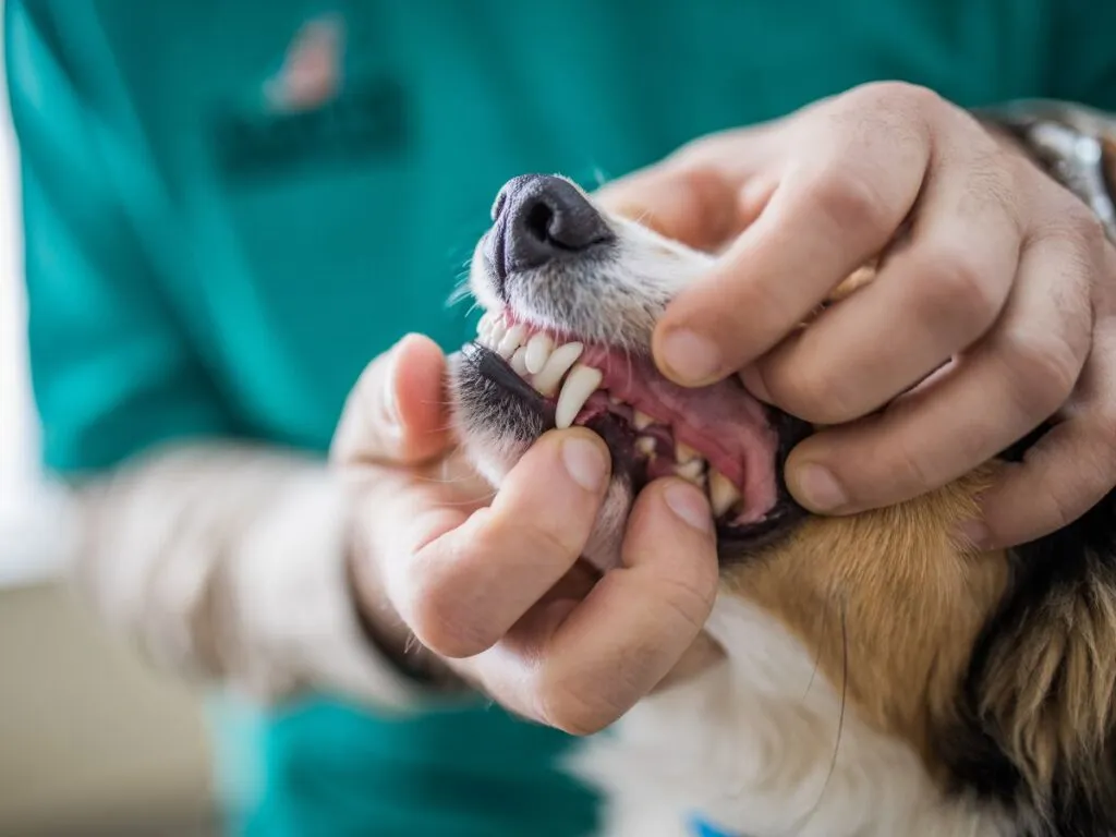 Close-up of a dog's dental exam