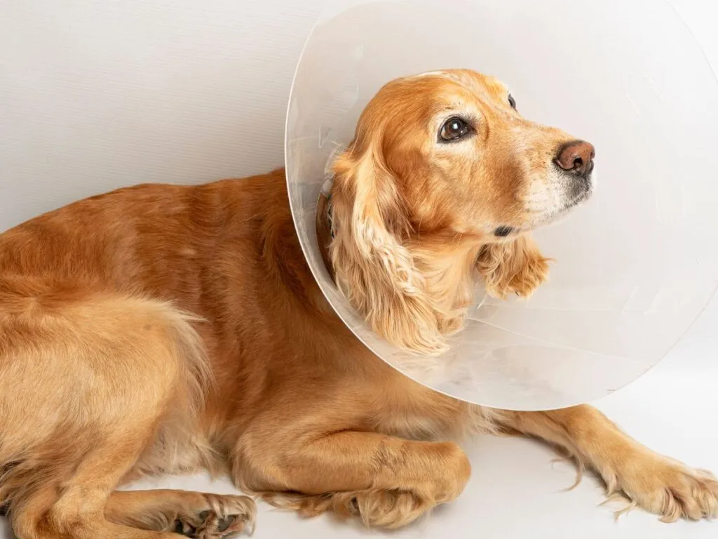 Dog wearing a recovery cone after surgery