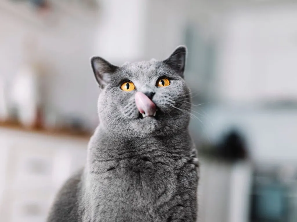 Gray cat licking its mouth