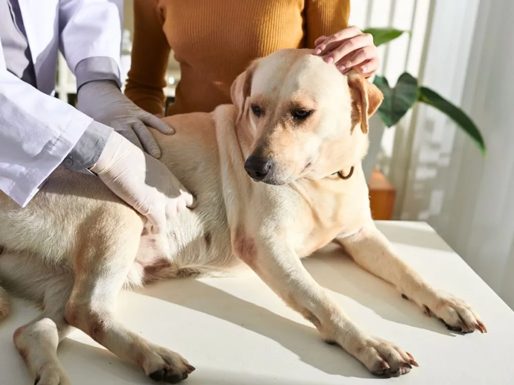 Labrador being examined by a veterinarian