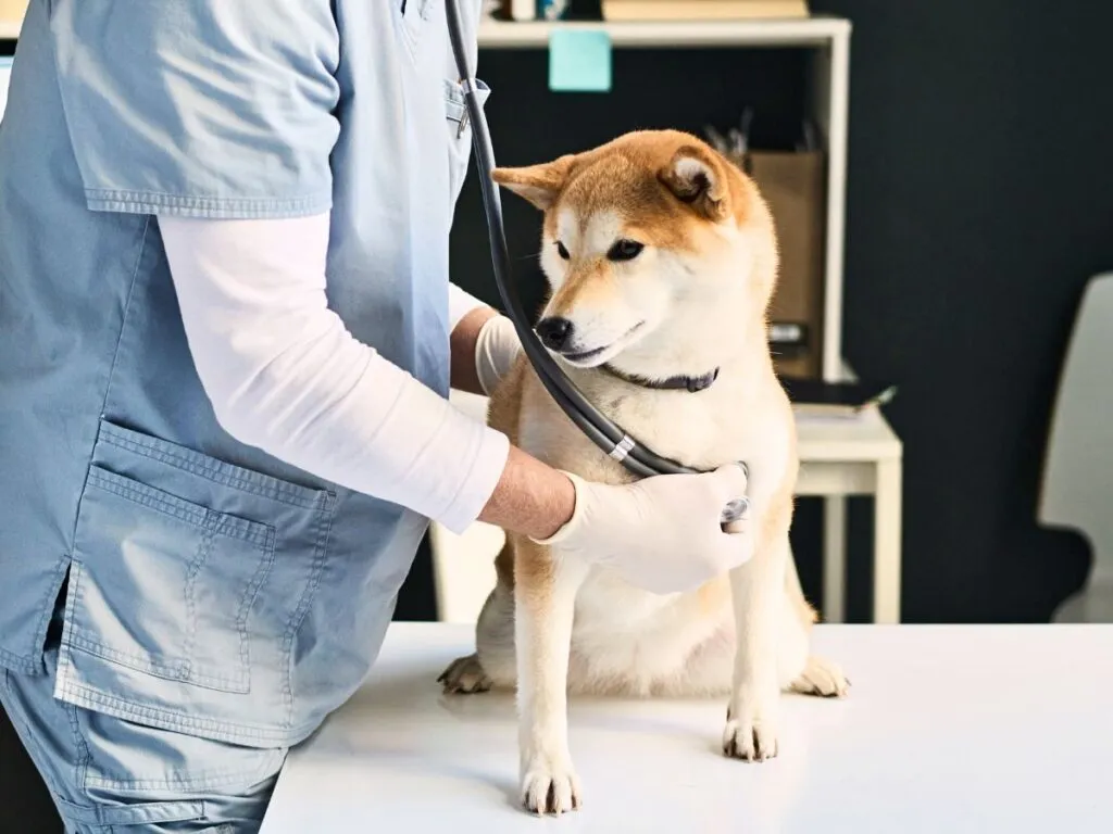 Shiba Inu being examined by a veterinarian