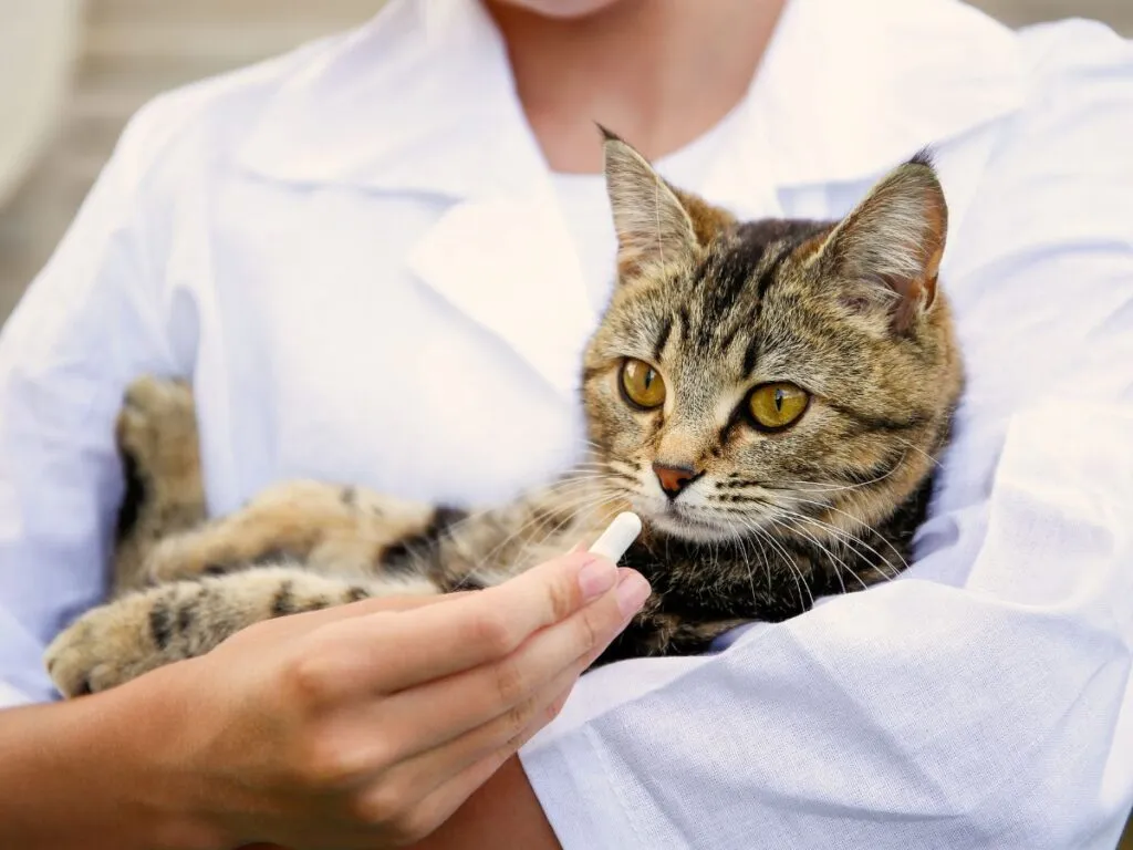 Veterinarian giving a pill to a cat
