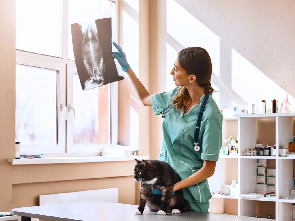 Veterinarian examining a cat's X-ray