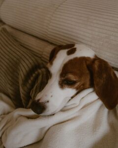Calm dog resting safely indoors during Fourth of July fireworks in Daly City