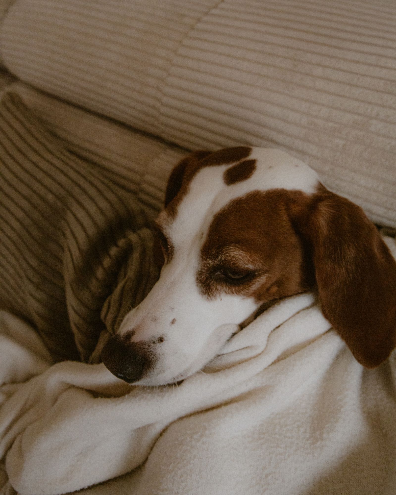 Calm dog resting safely indoors during Fourth of July fireworks in Daly City