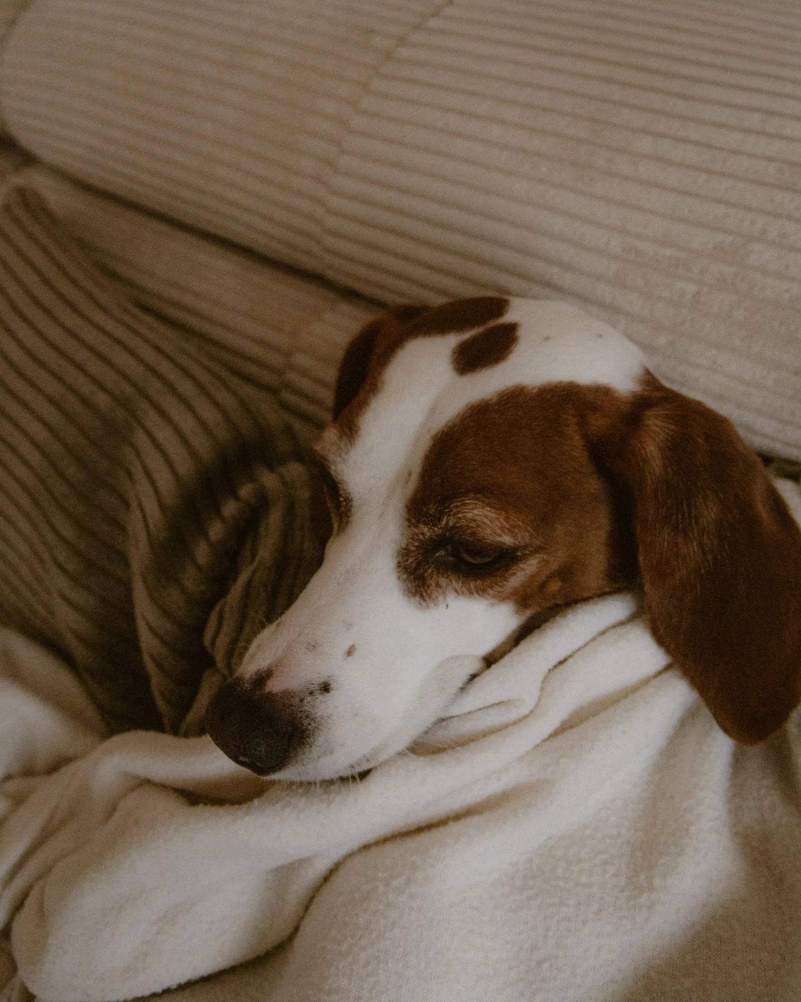 Calm dog resting safely indoors during Fourth of July fireworks in Daly City