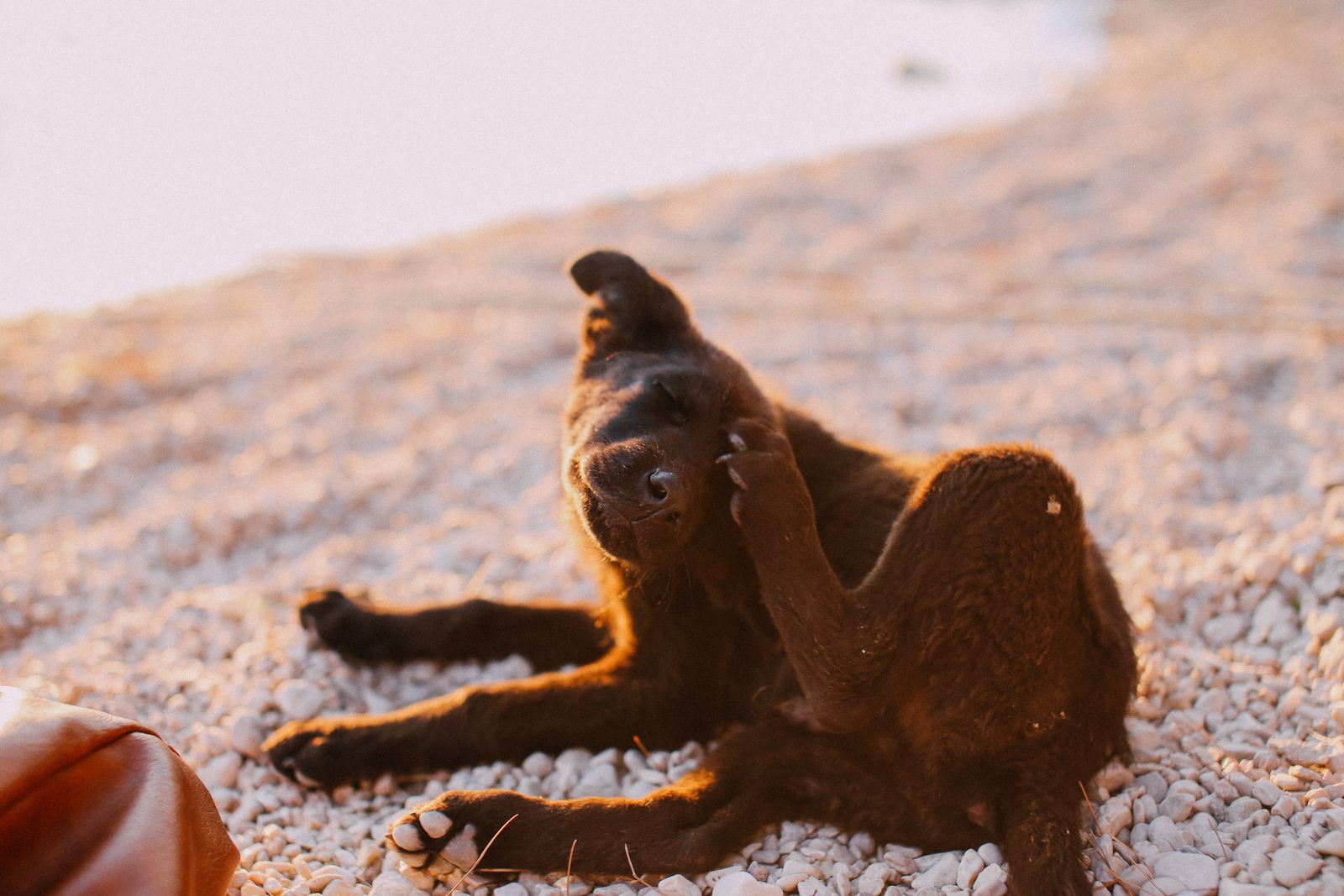 Brown dog scratching its head, a common sign of environmental allergies in dogs