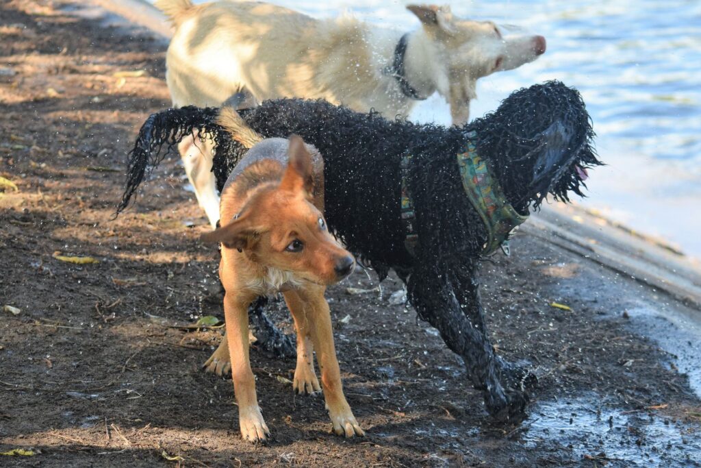 Three dogs enjoying playtime by a lakeside, shaking off water and having fun.
