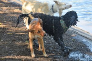 Three dogs enjoying playtime by a lakeside, shaking off water and having fun.